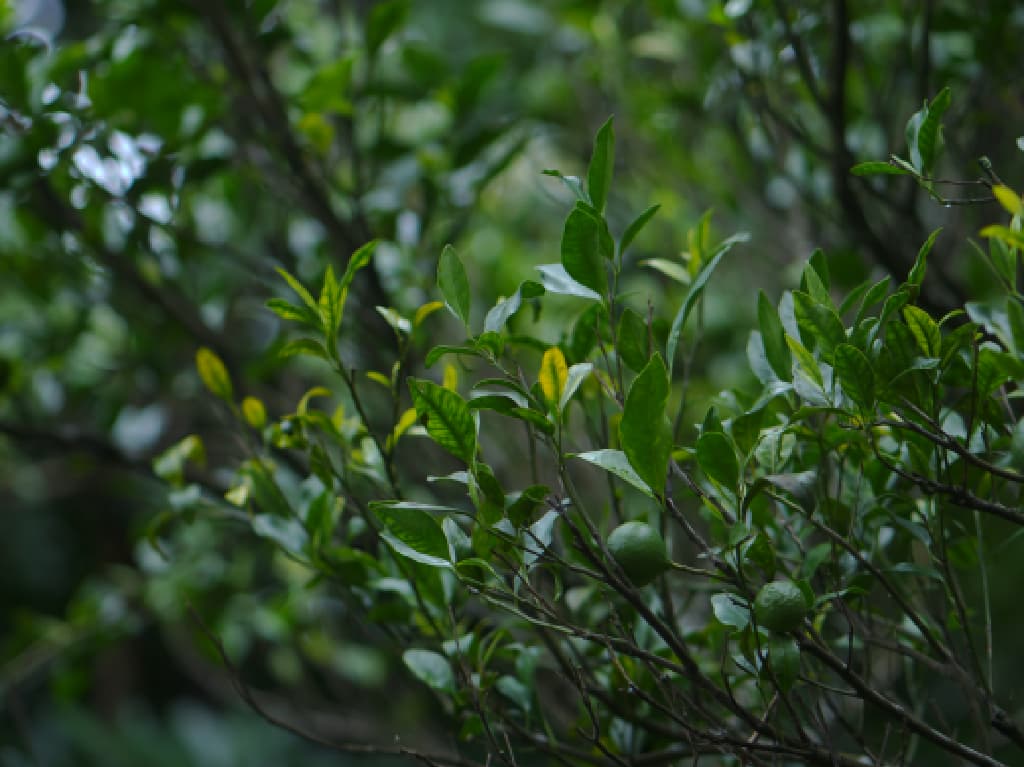 Herbal Garden