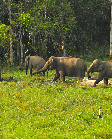 A Sanctuary in the Heart of Keralas Forest