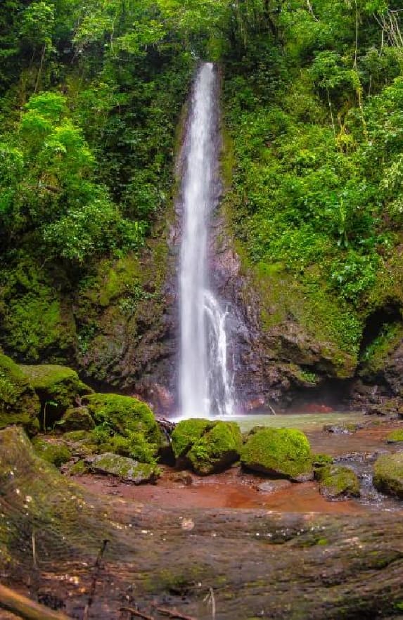 Rainforest Waterfall Trail